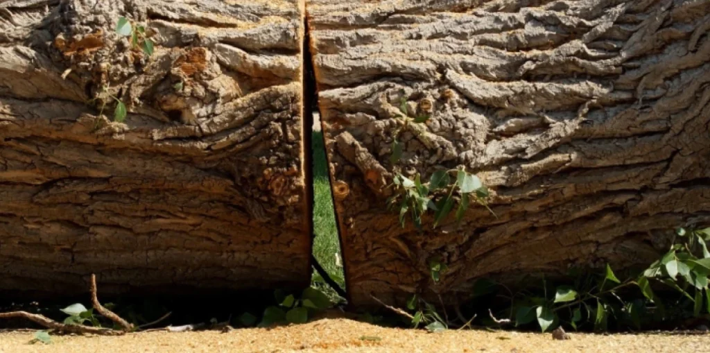 Tree Removal h