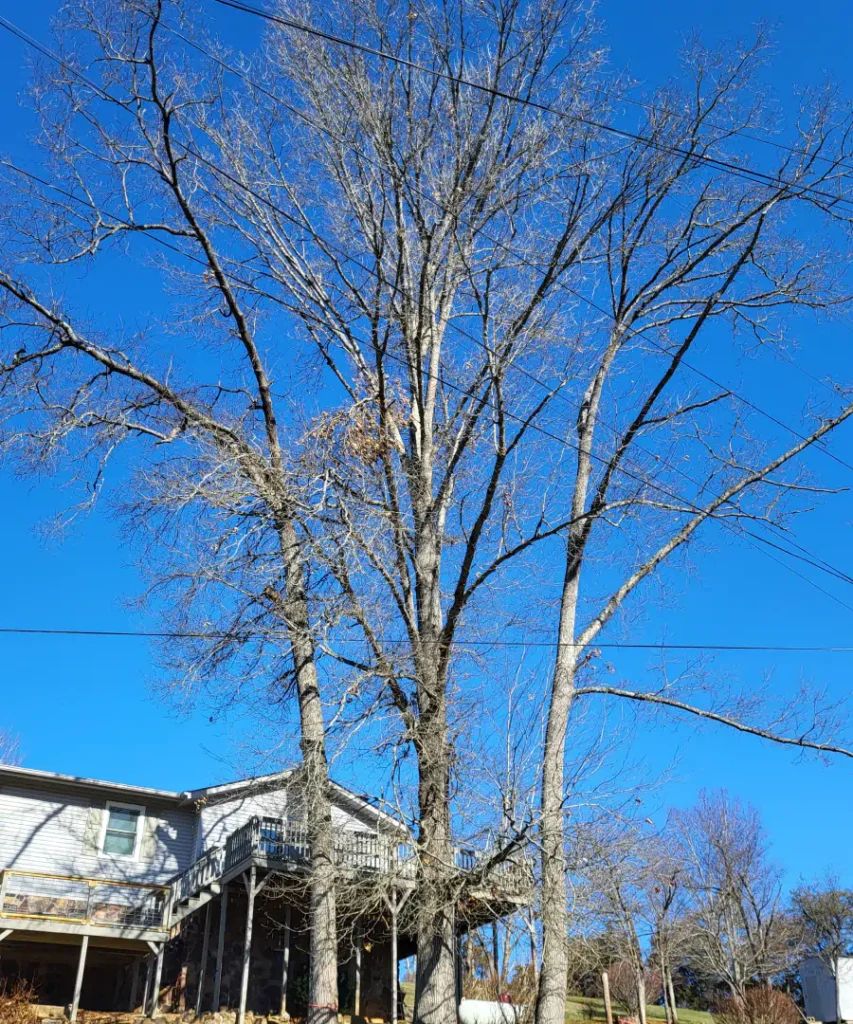 a tree in front of a house