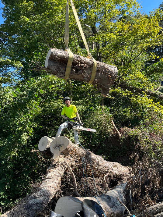 man removing a tree