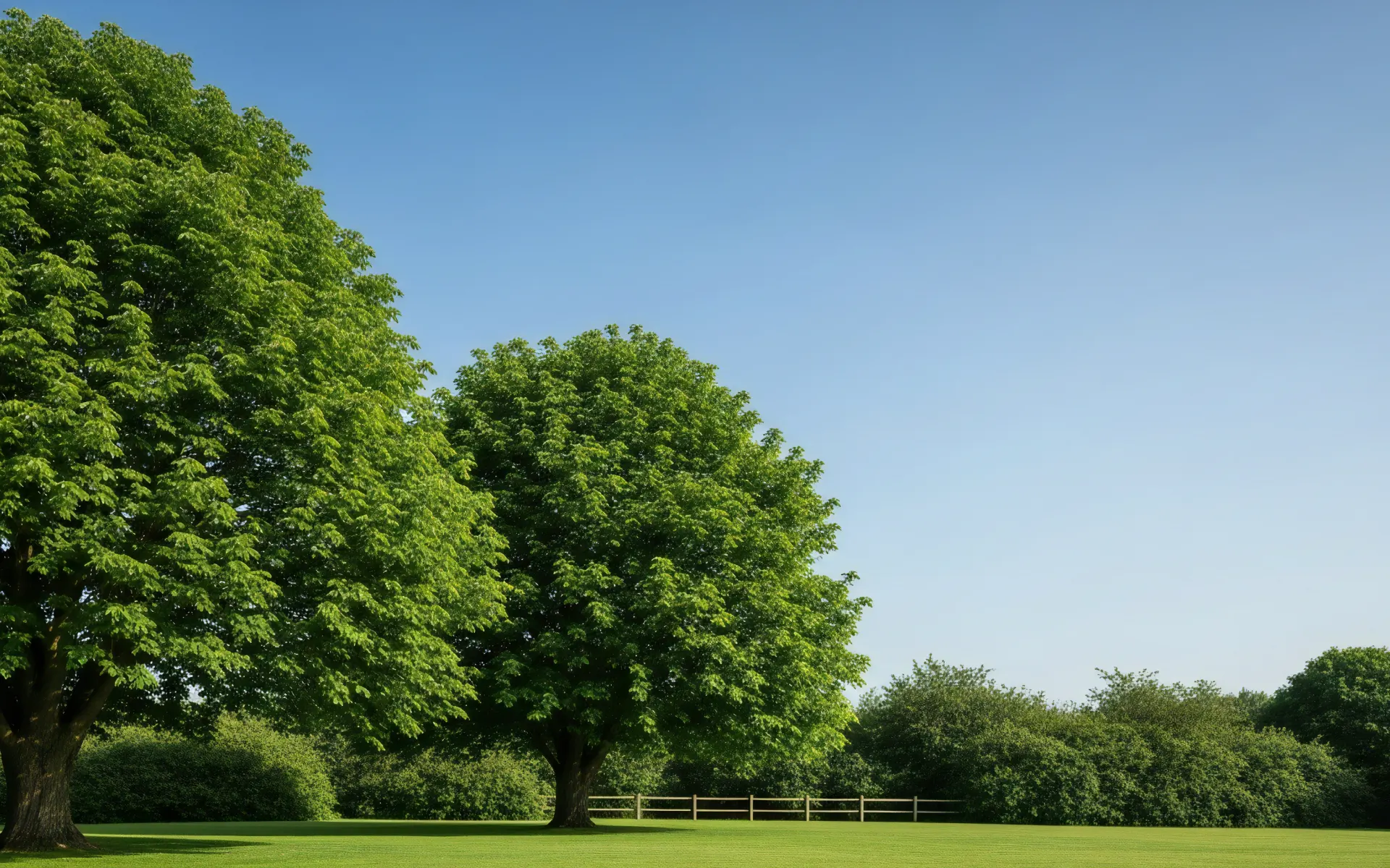 Certified Arborist Consultations